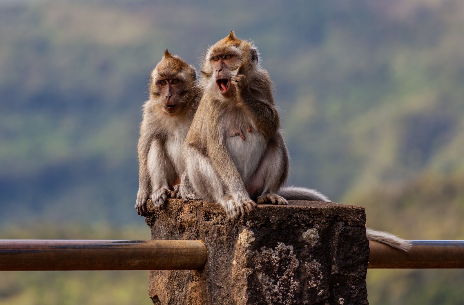 Canon EF 70-200mm F4L USM sample photo. Pair of long tailed photography