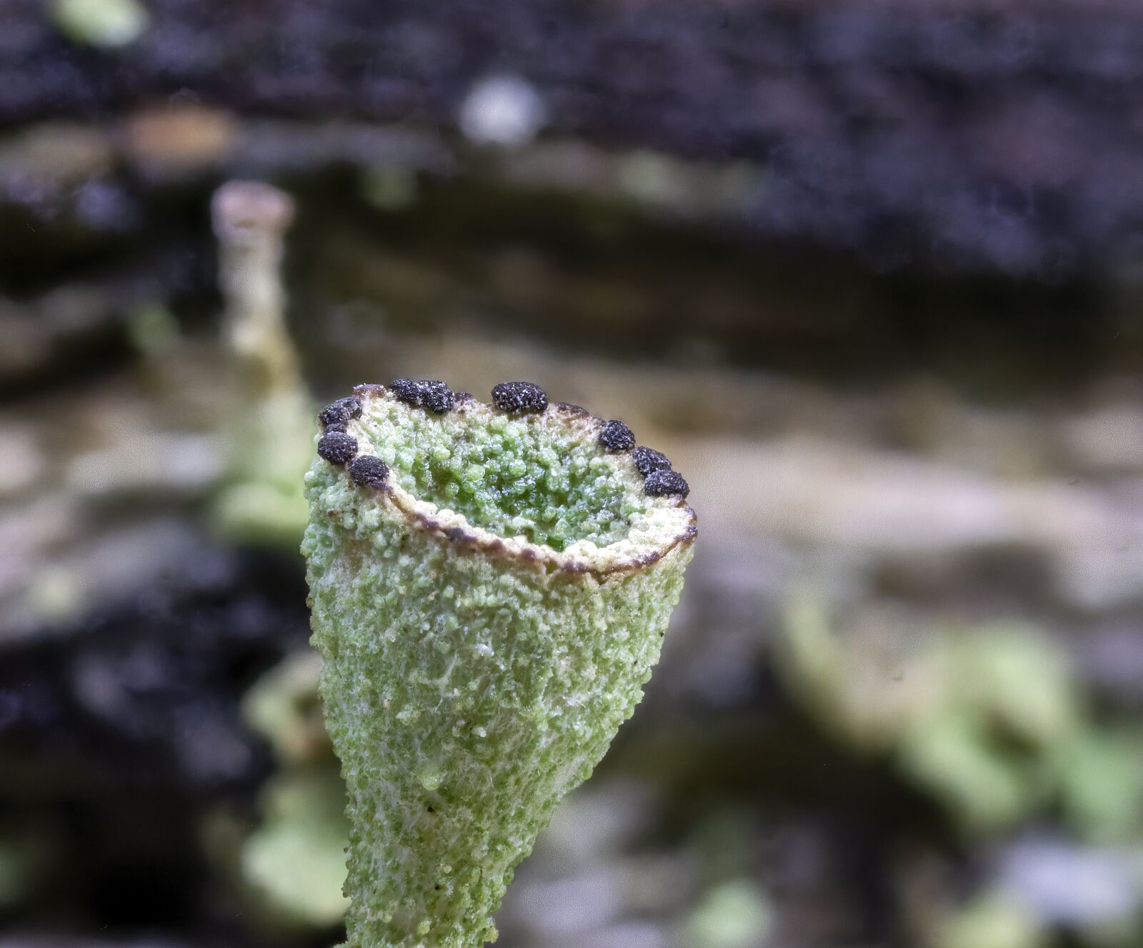 Canon MP-E 65mm F2.5 1-5x Macro Photo sample photo. Lichen, spores, summer photography