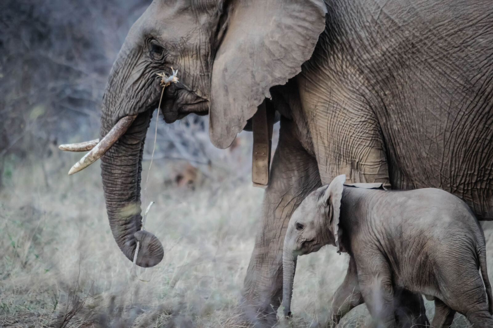 Canon EOS 60D sample photo. Elephants, calf, baby, elephant photography