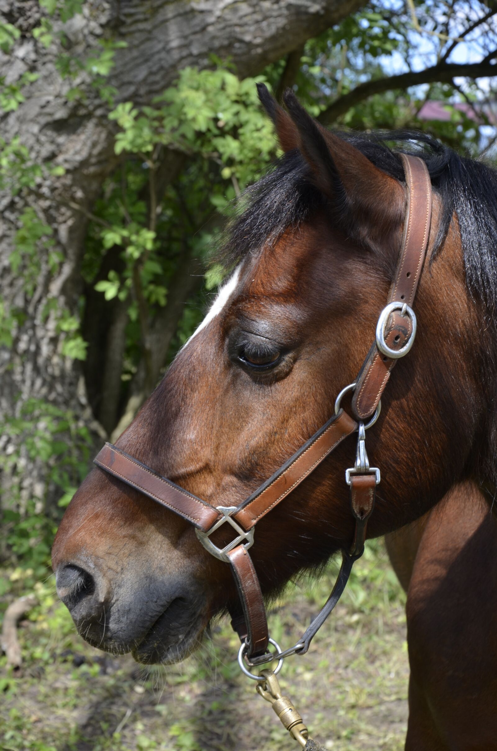Nikon D5100 sample photo. Pony, brown horse, horse photography