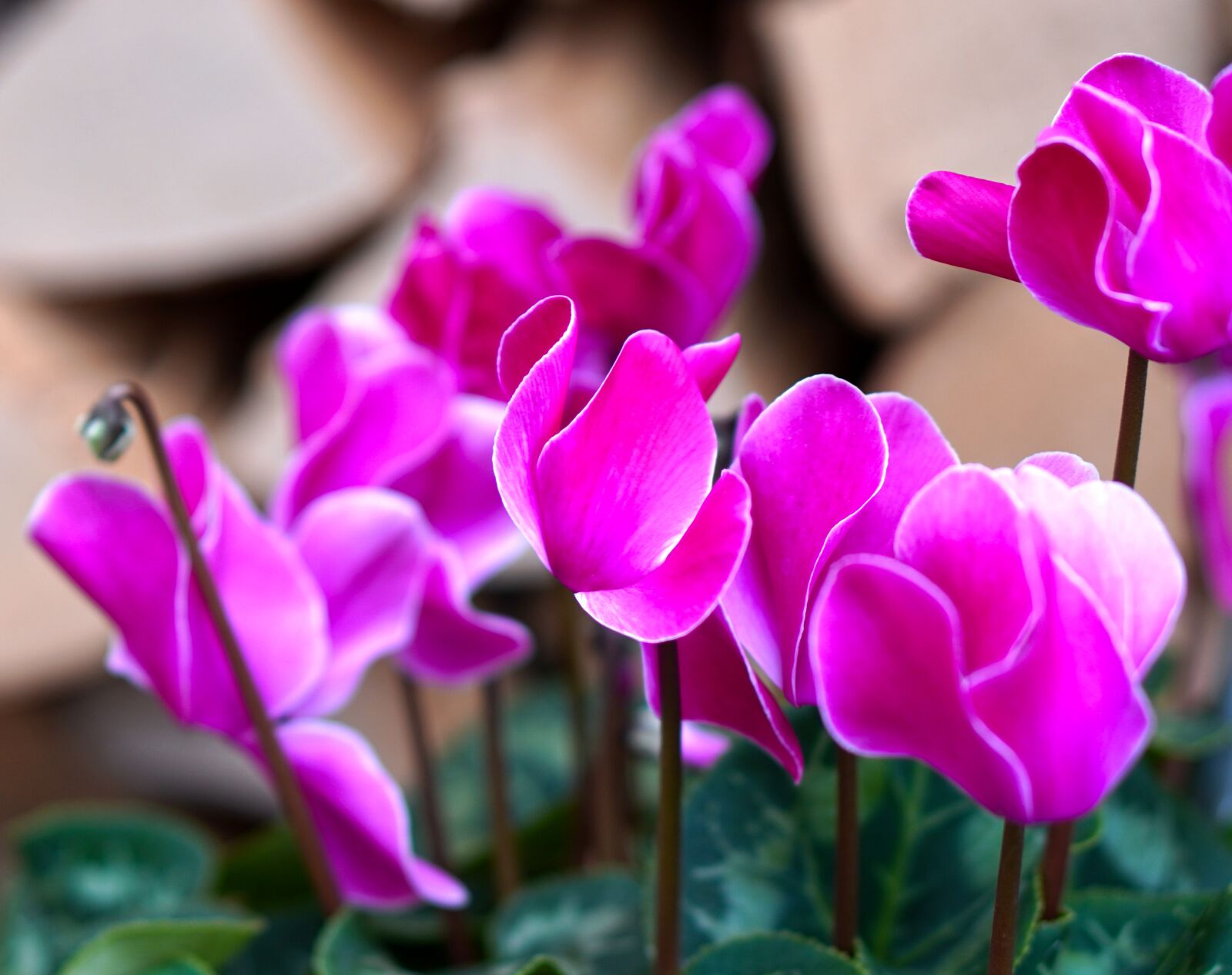 E 50mm F1.8 OSS sample photo. Cyclamen, flower, blossom photography