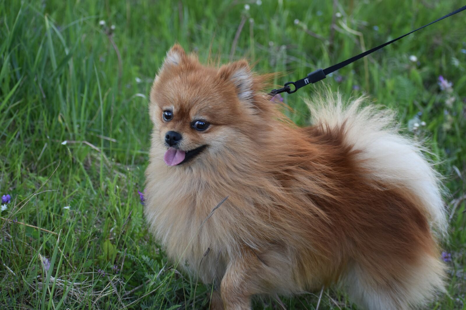 Nikon D3400 sample photo. Dog, spitz, pet photography