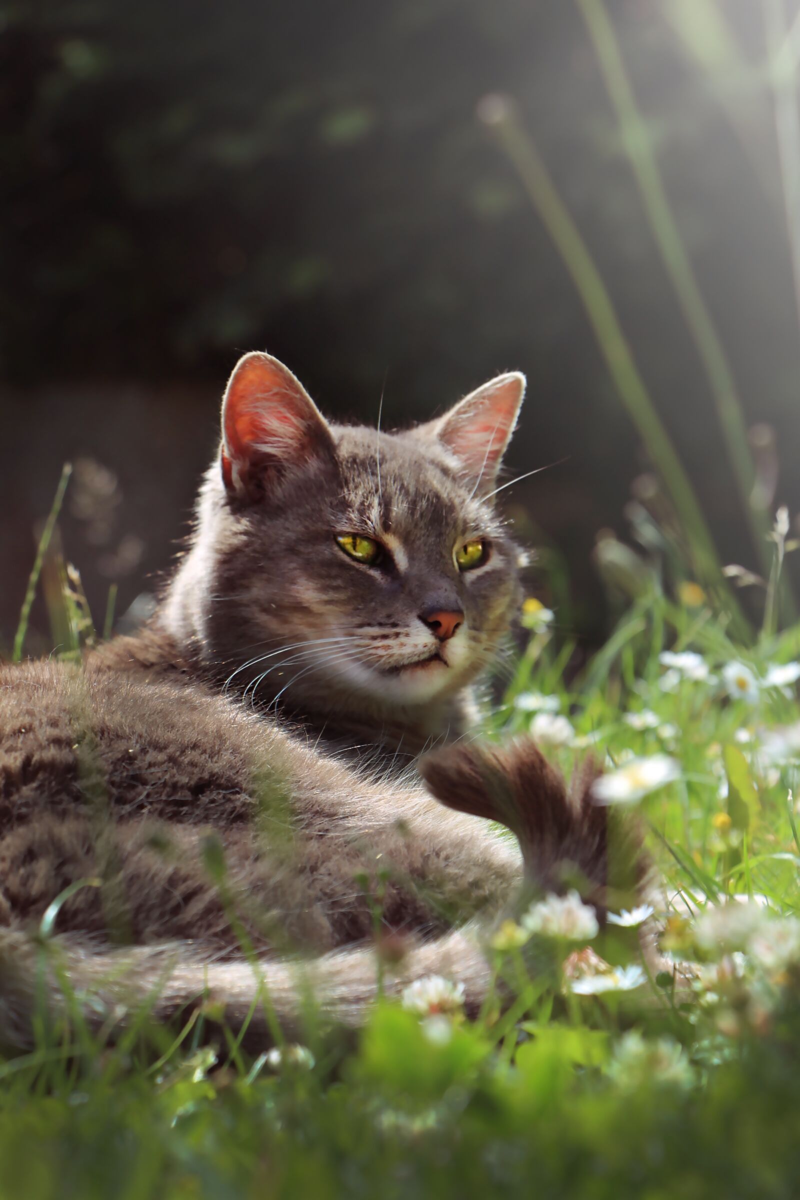 Canon EOS 700D (EOS Rebel T5i / EOS Kiss X7i) sample photo. Cat, garden, eyes-green photography
