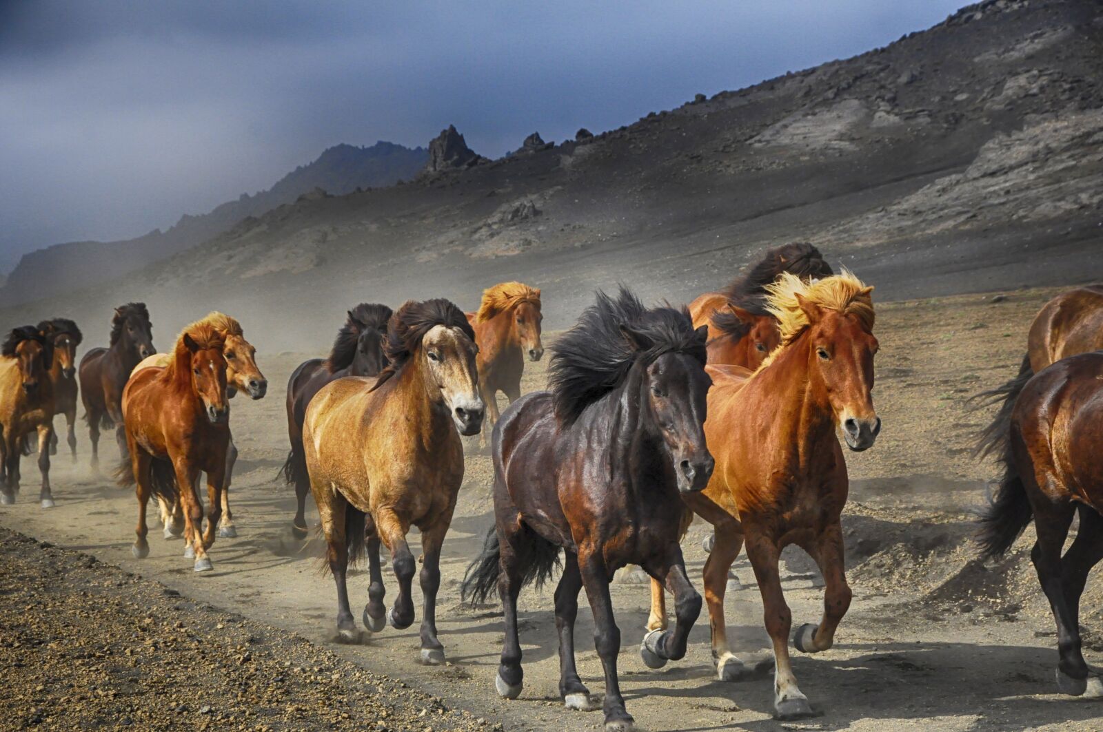 Nikon D90 sample photo. Horses, stampede, nature photography