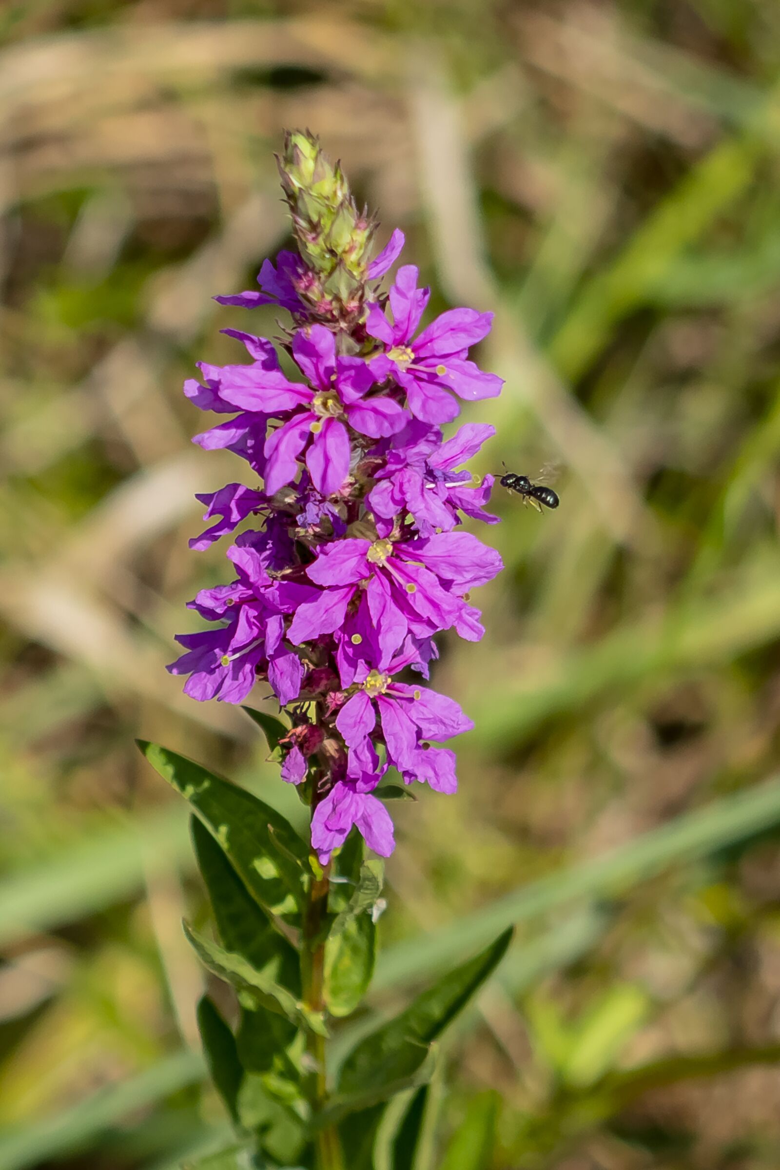 Canon EF75-300mm f/4-5.6 sample photo. Wildflower, meadow flower, flower photography
