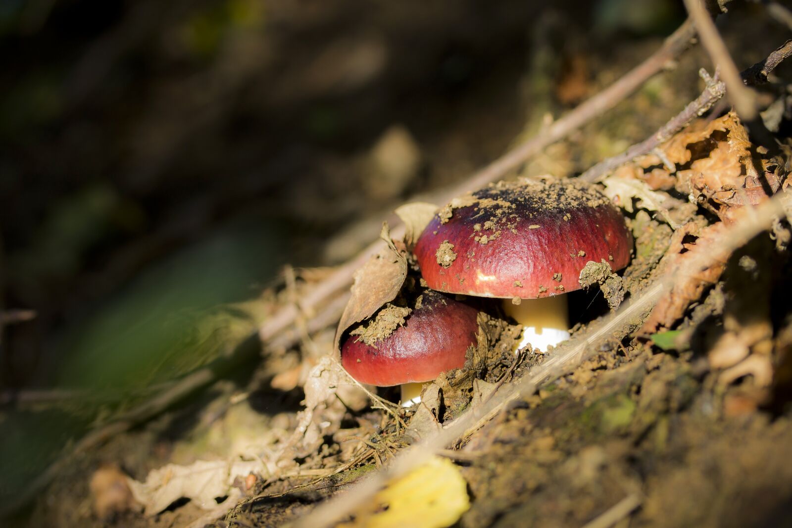 Canon EF-S 60mm F2.8 Macro USM sample photo. Mushroom, red mushroom, pigeon photography