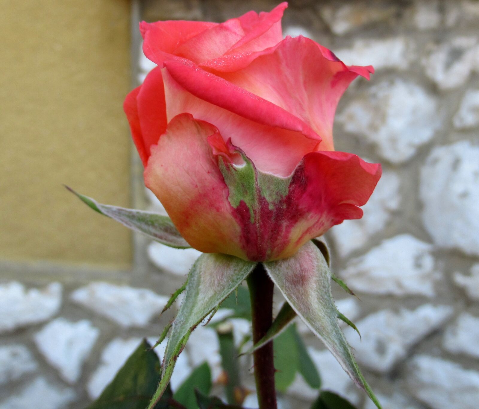 Canon PowerShot SX620 HS sample photo. Autumn, flower buds, rose photography