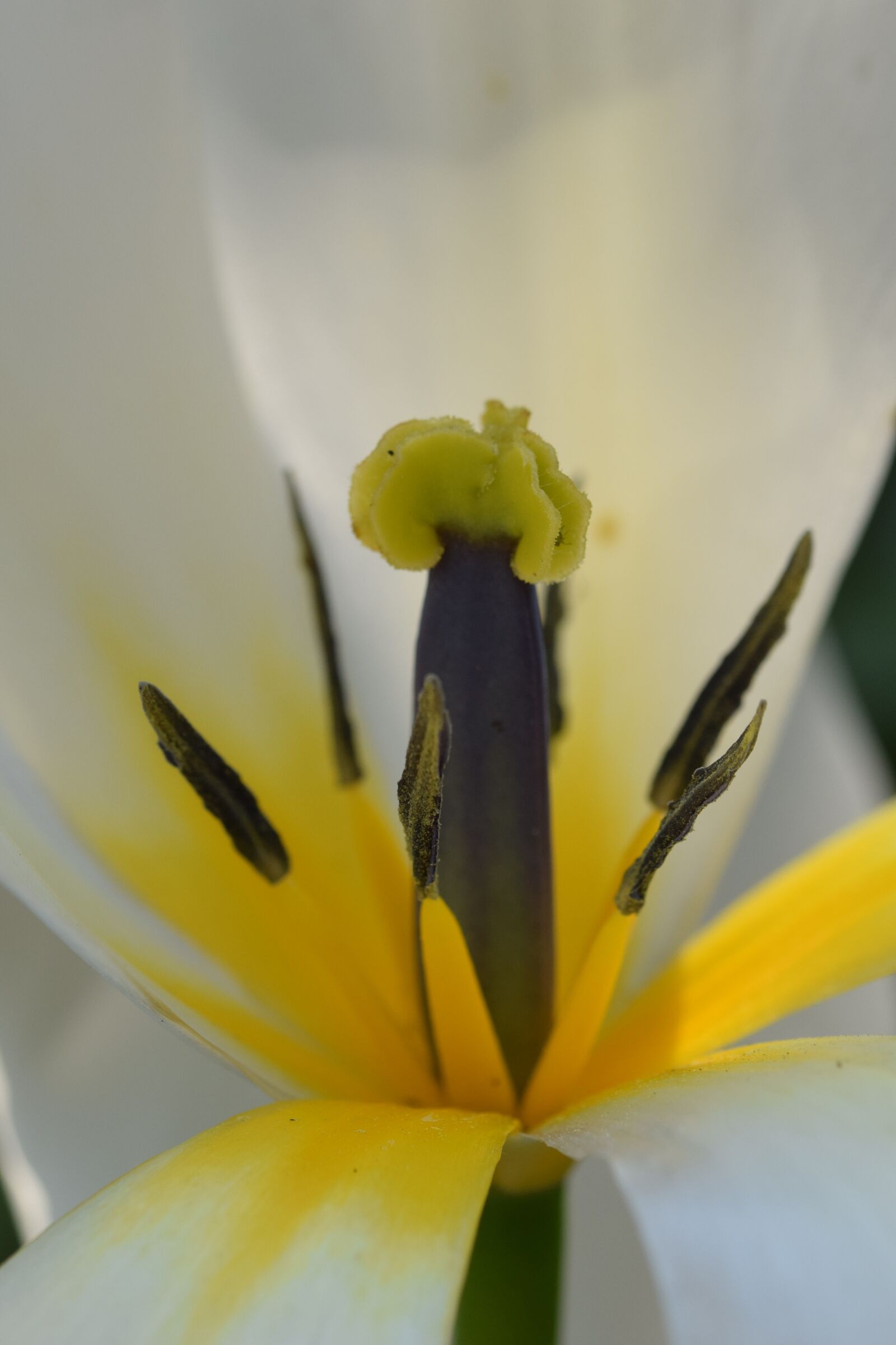 Nikon D5300 sample photo. Blossom, bloom, flower photography