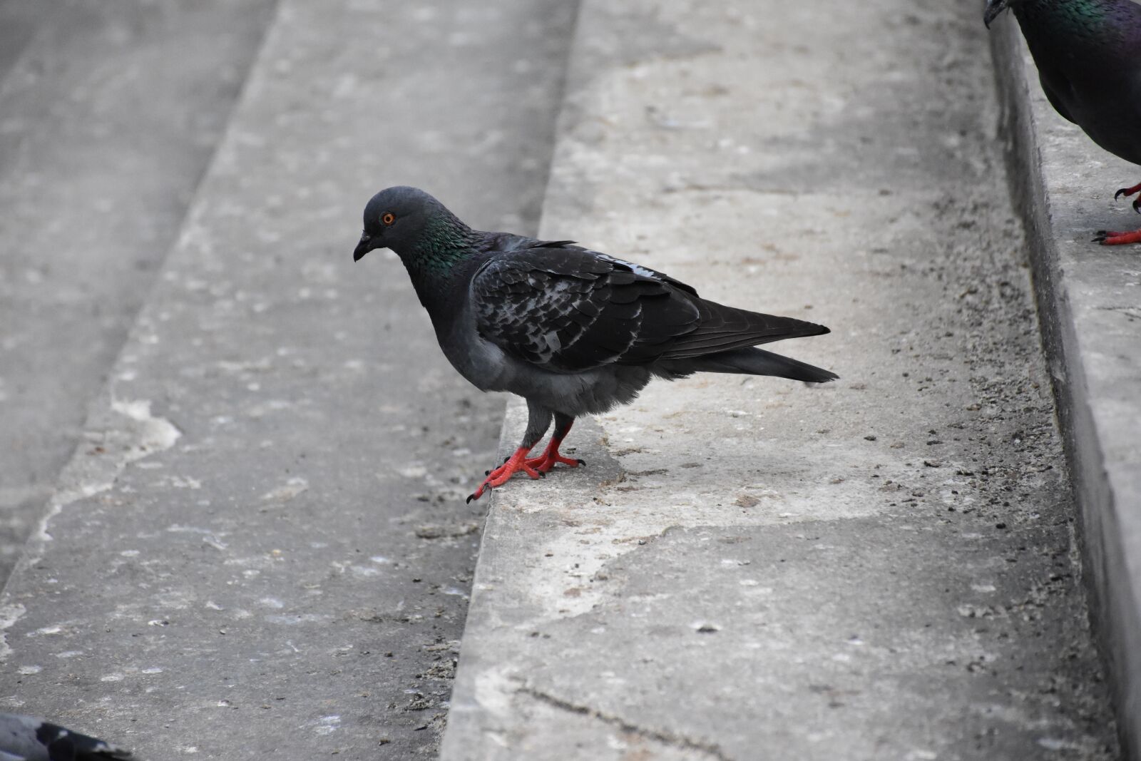 Nikon D7200 sample photo. Birds, dove, pigeon photography