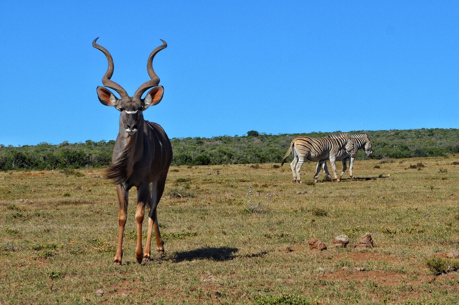 Nikon D5100 sample photo. Africa, safari, wildlife photography