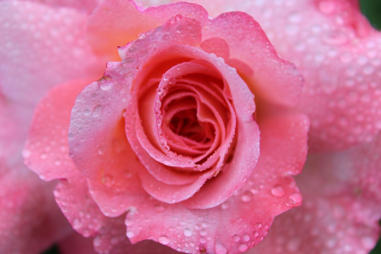 Canon EOS 1300D (EOS Rebel T6 / EOS Kiss X80) sample photo. Pink rose, rose, raindrop photography