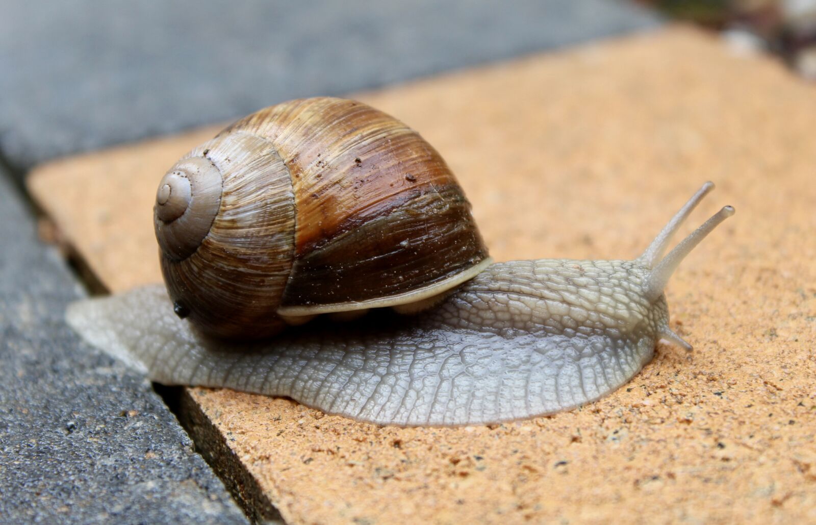 Canon EOS 1200D (EOS Rebel T5 / EOS Kiss X70 / EOS Hi) sample photo. Snail, autumn, resin photography