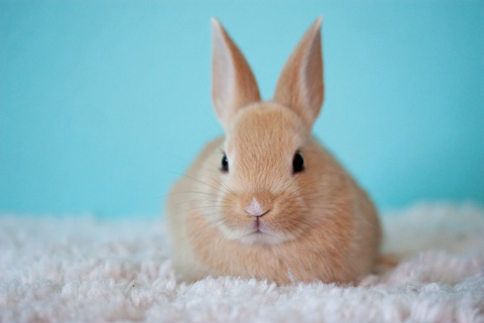 Canon EOS 30D sample photo. Cute, baby, bunny photography
