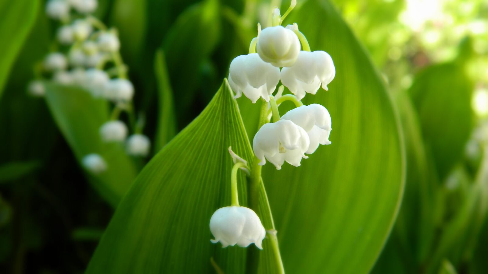 Nikon Coolpix L120 sample photo. Lily of the valley photography