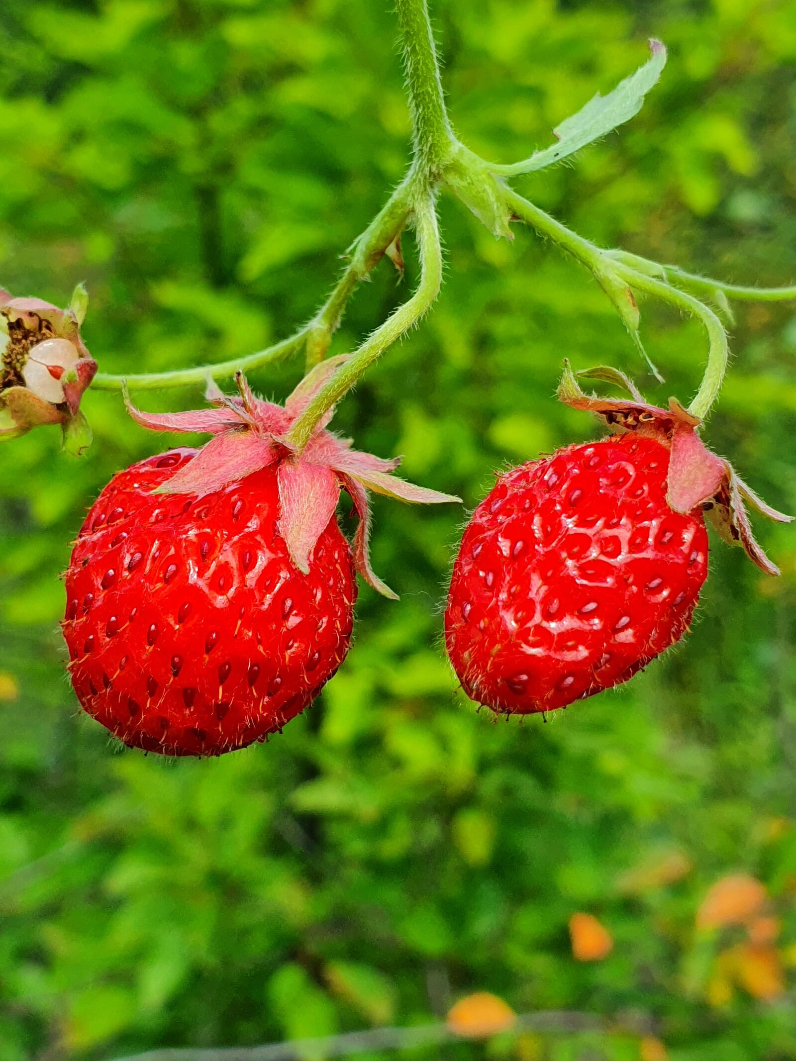 Samsung Galaxy S10 sample photo. Berry, wild strawberry, forest photography