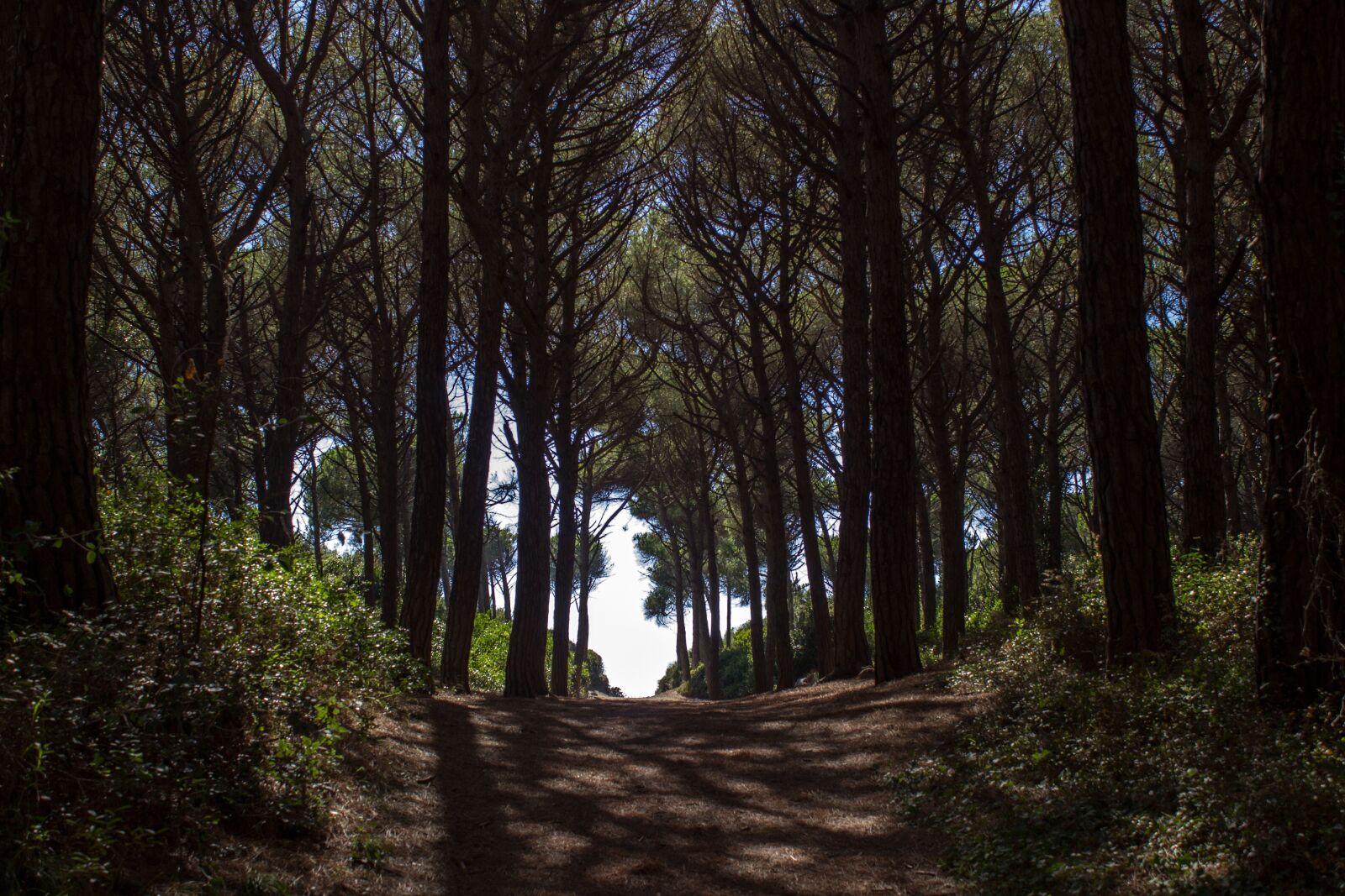 Canon EOS 600D (Rebel EOS T3i / EOS Kiss X5) sample photo. Pine forest, away, forest photography