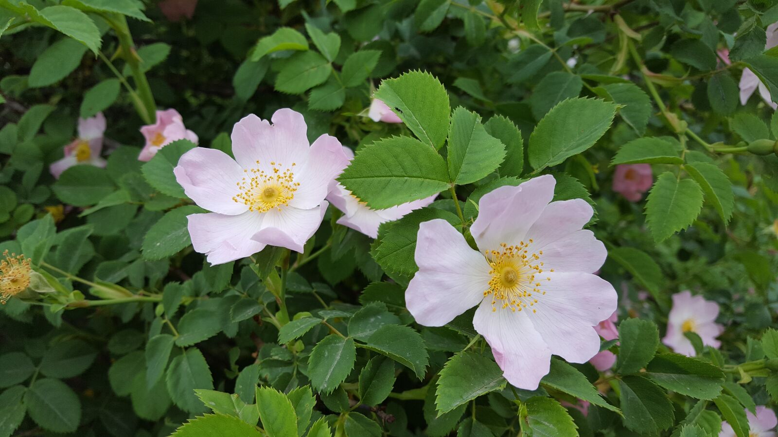 Samsung Galaxy S6 sample photo. Briar, bush, shipkov bush photography