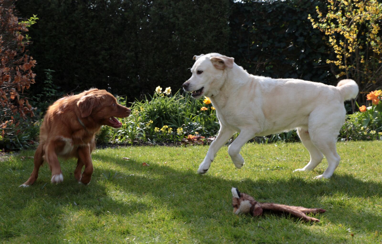 Canon EOS 7D Mark II sample photo. Dogs, play, toller photography