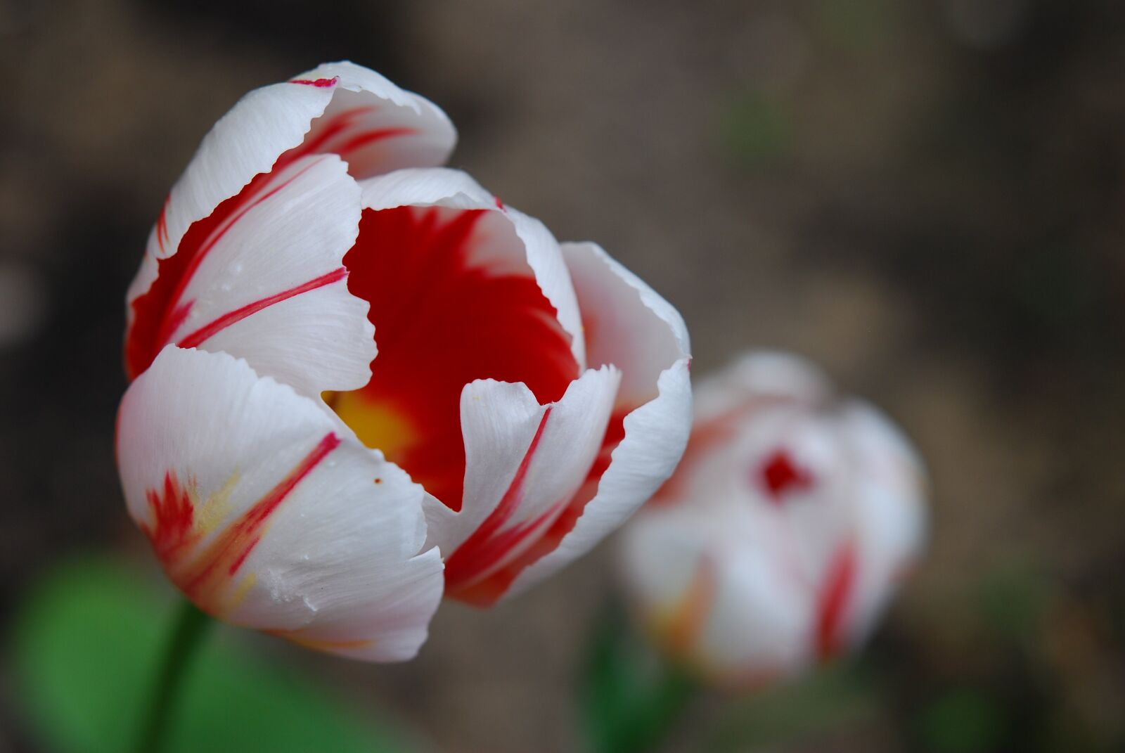 Nikon D80 sample photo. Tulip, flower, cup photography