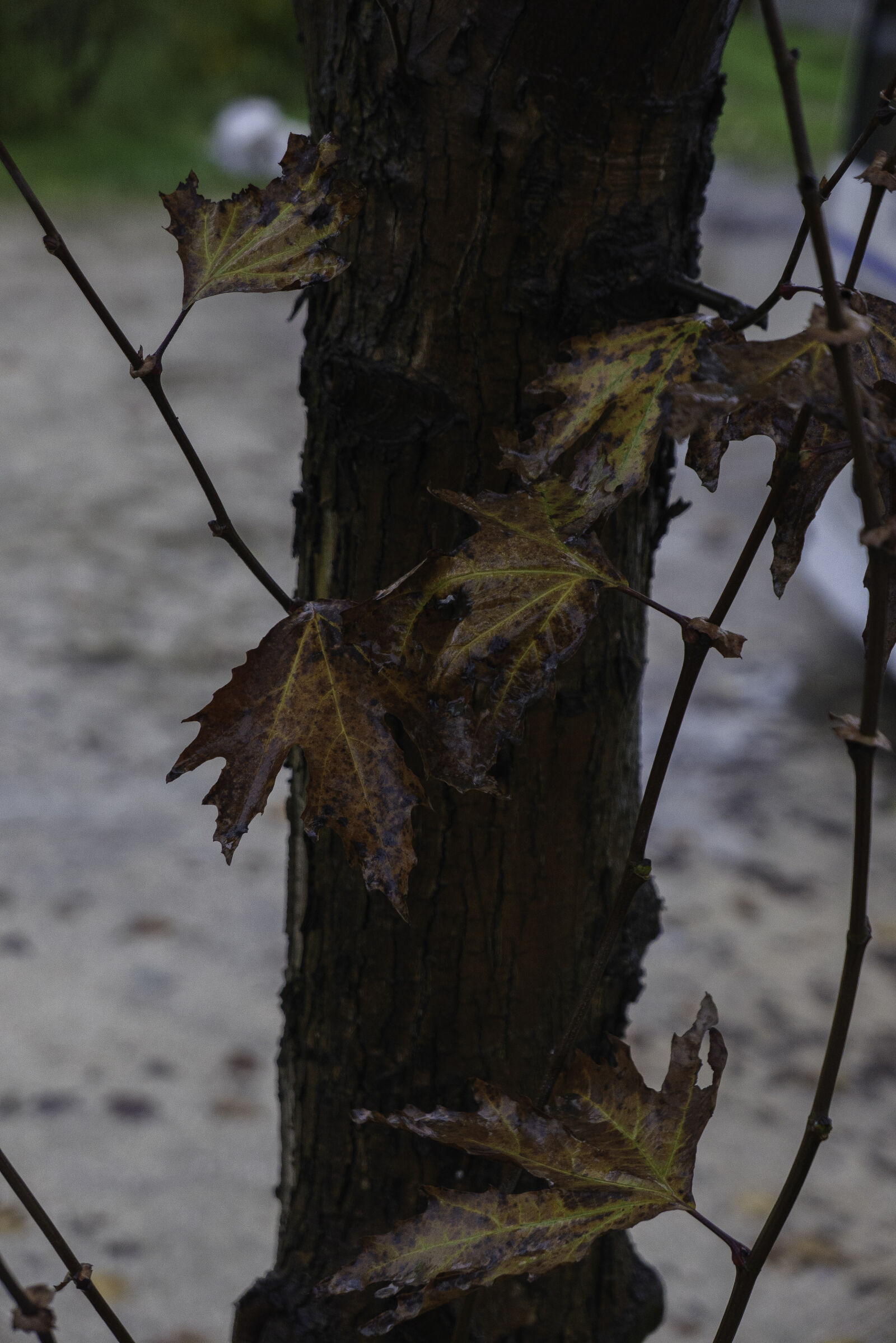 Panasonic DC-LX100M2 sample photo