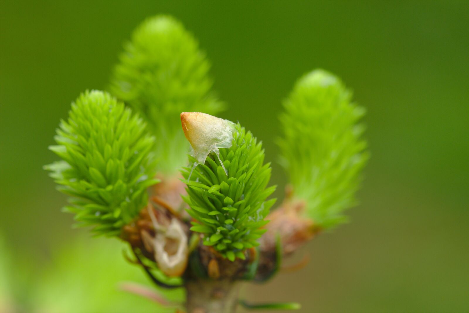 Canon EOS 600D (Rebel EOS T3i / EOS Kiss X5) sample photo. Pin, nature, macro photography
