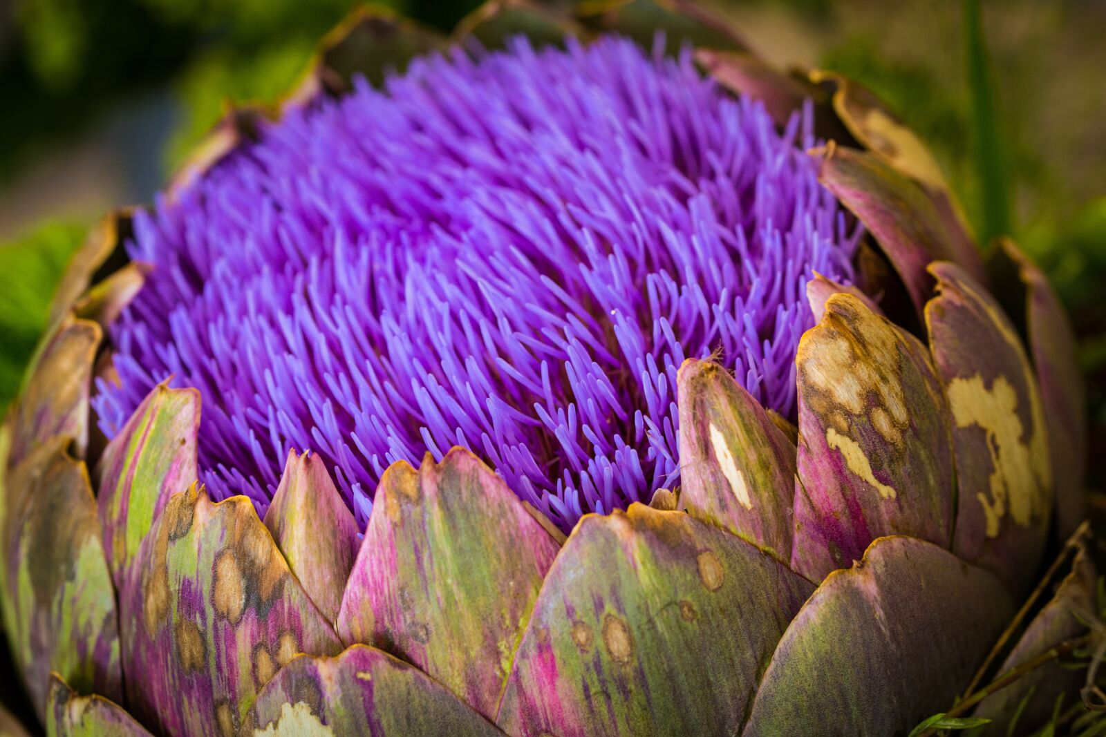 Canon EOS 6D sample photo. Artichoke, flower, fruits photography