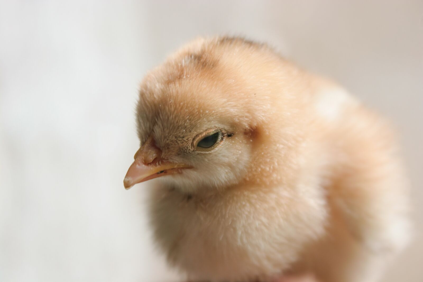 Canon EOS 20D sample photo. Chicken, chick, baby photography