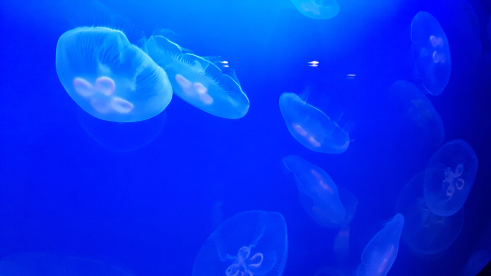 Samsung Galaxy S5 Neo sample photo. Jellyfish, nature, aquarium photography
