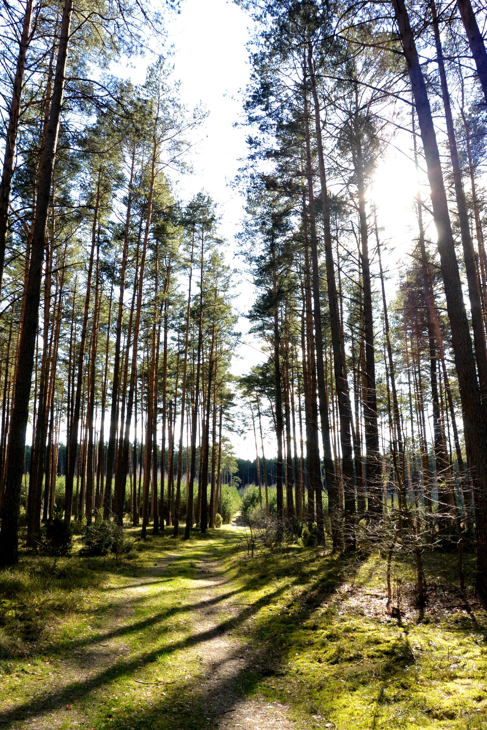 Nikon 1 J3 sample photo. Trees, forest, sun photography