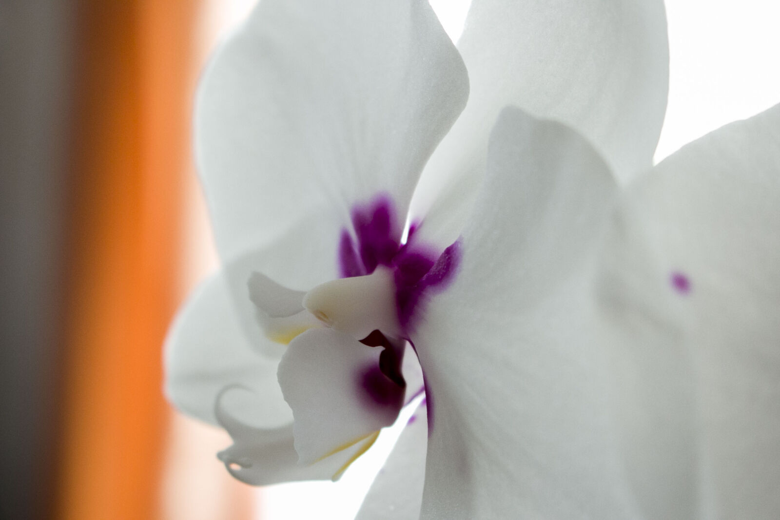 Canon EOS 70D sample photo. Orchid, orchids, white photography