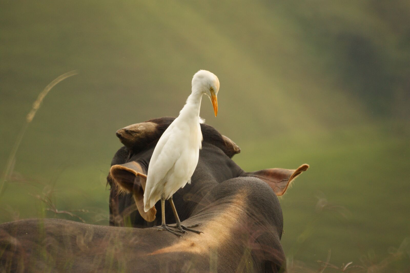 Sony Alpha DSLR-A390 sample photo. Birds, nature, quindio photography