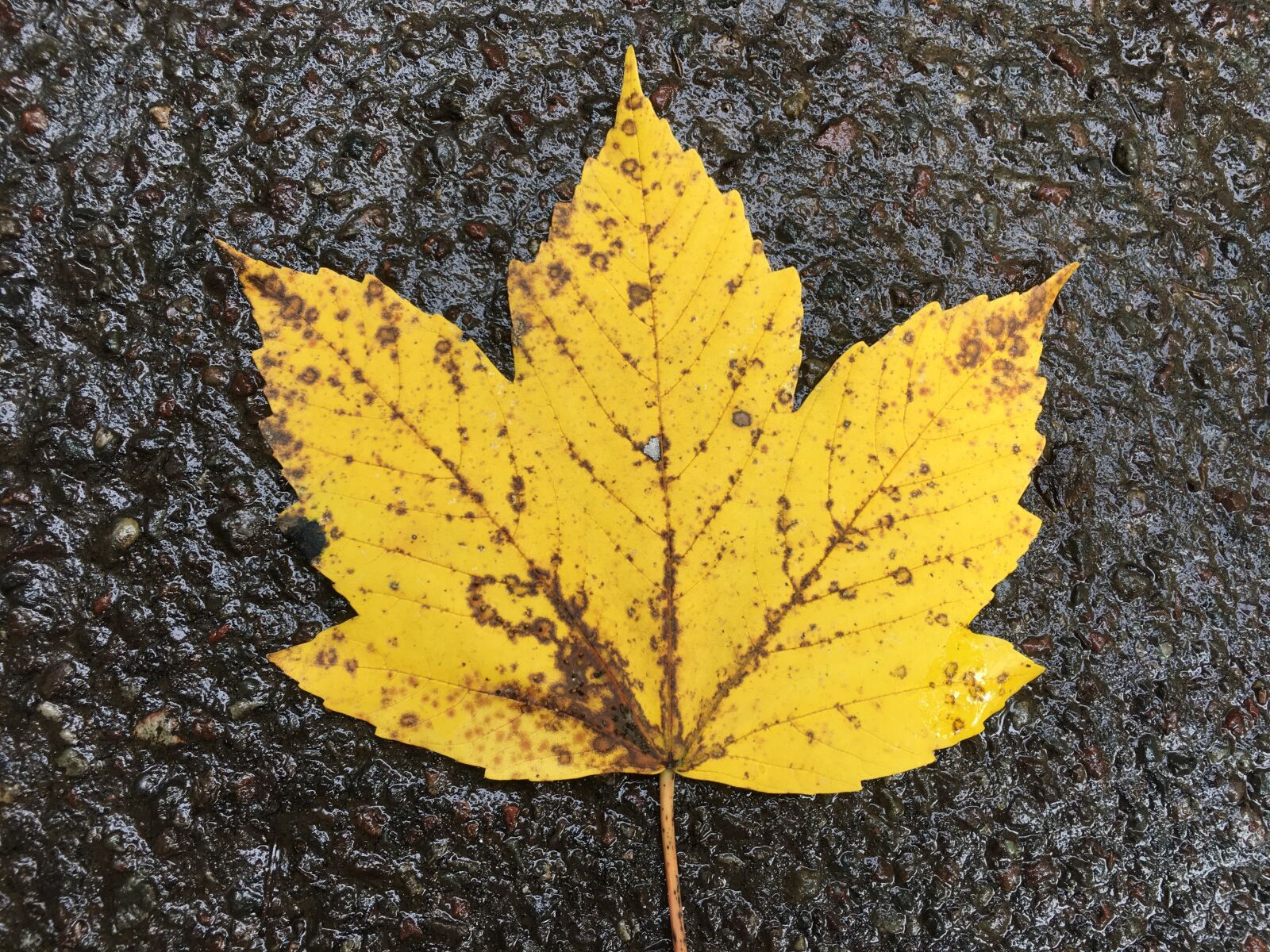 Apple iPhone 6s Plus + iPhone 6s Plus back camera 4.15mm f/2.2 sample photo. Leaf, fall, nature photography