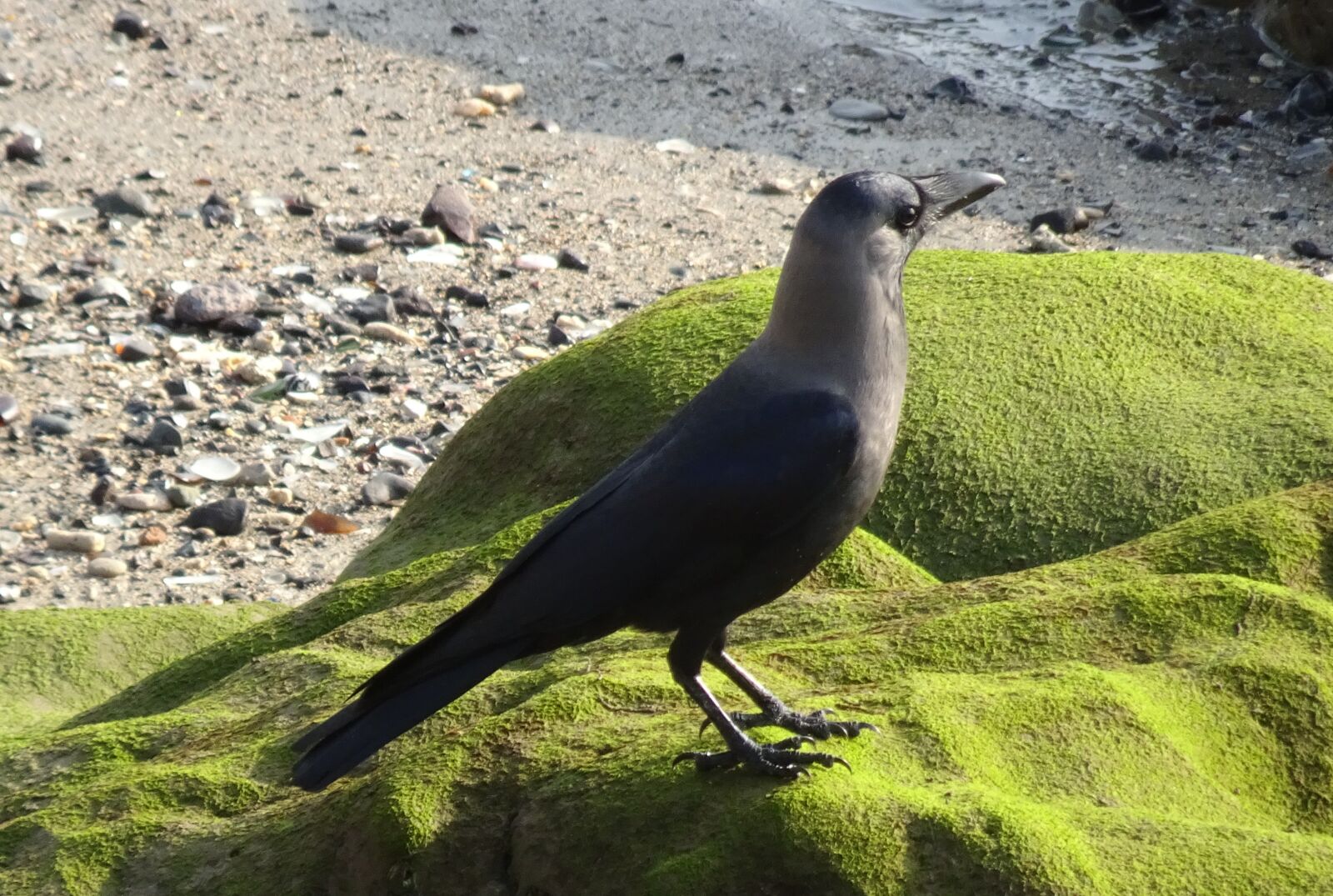Sony Cyber-shot DSC-HX90V sample photo. Bird, crow, house crow photography