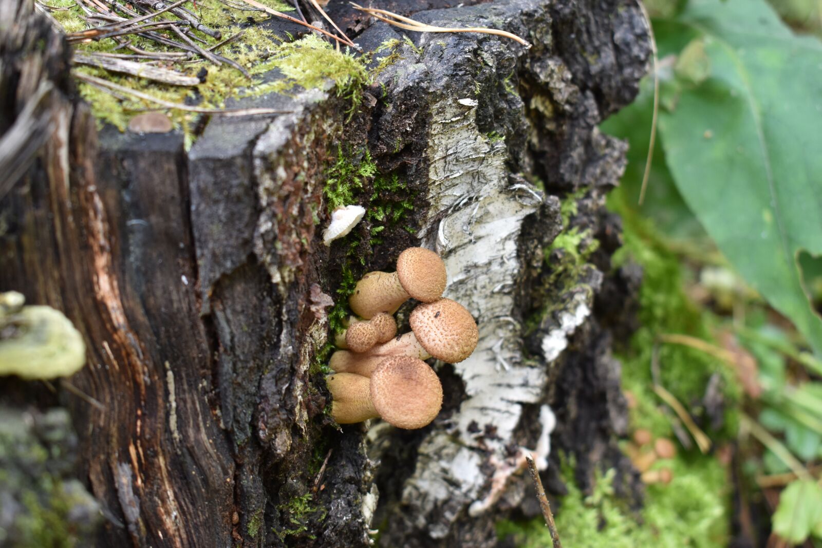 Nikon D3400 sample photo. Mushroom, armillaria, birch photography