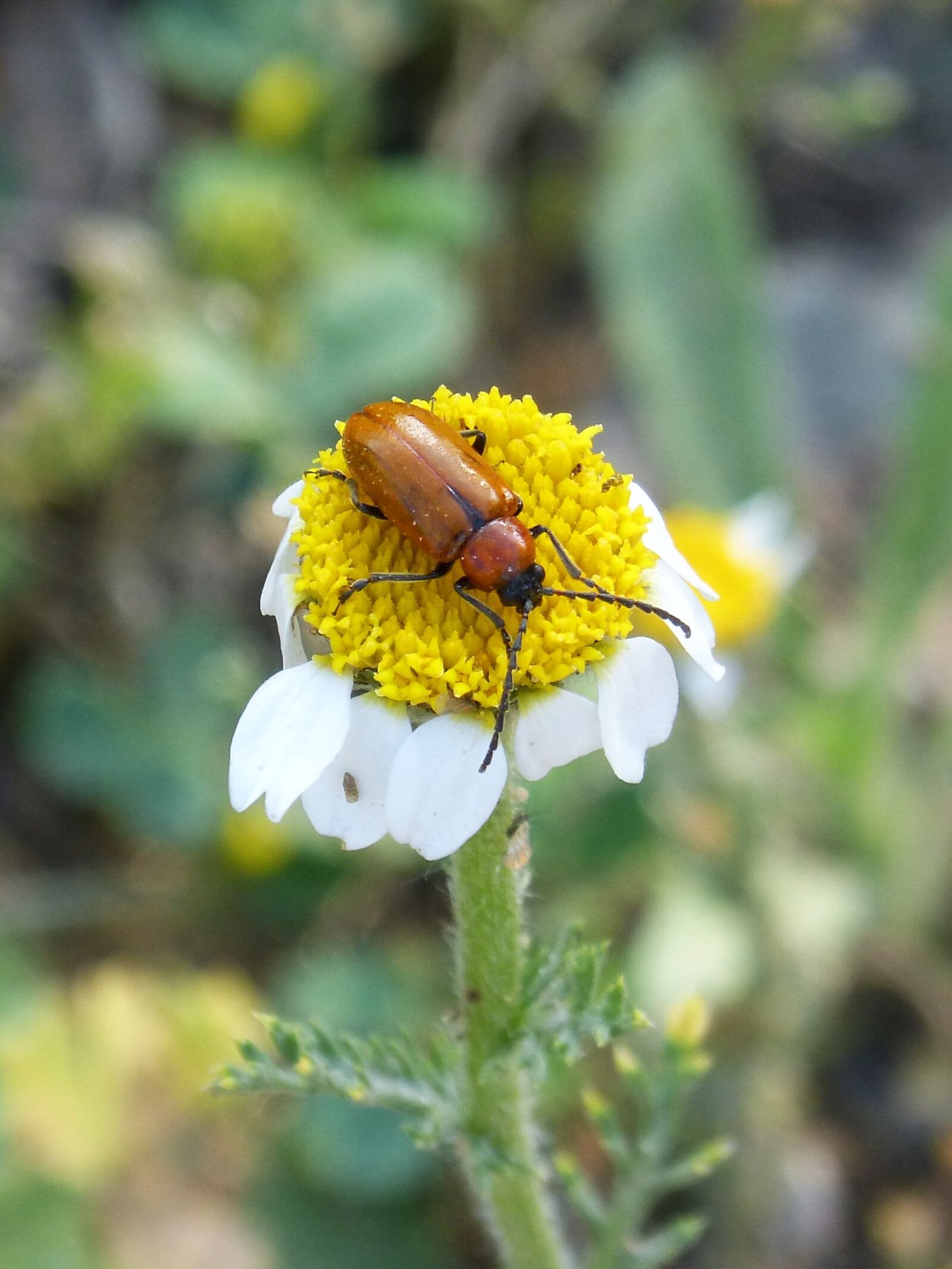 Panasonic DMC-FZ62 sample photo. Weevil, beetle, diptera photography