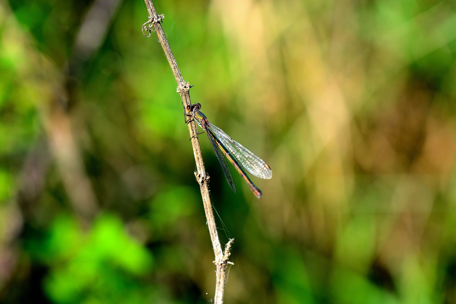 Nikon D610 sample photo. Dragonfly, insect, flight insect photography
