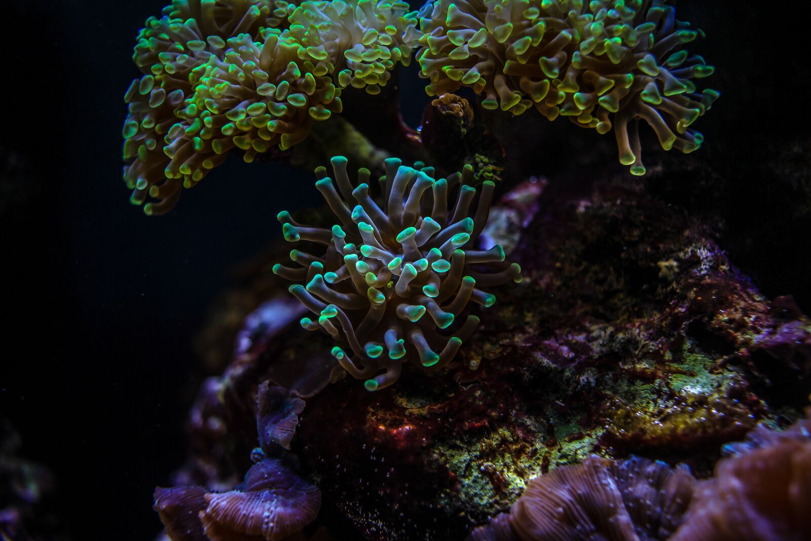 Canon EF-S 24mm F2.8 STM sample photo. Aquarium, coral, underwater photography