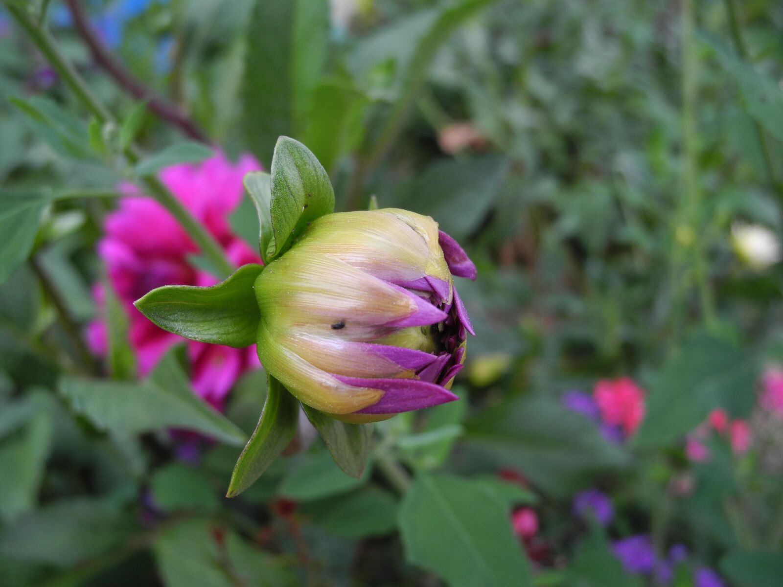 Nikon Coolpix P7000 sample photo. Flowers, bud, flowering photography