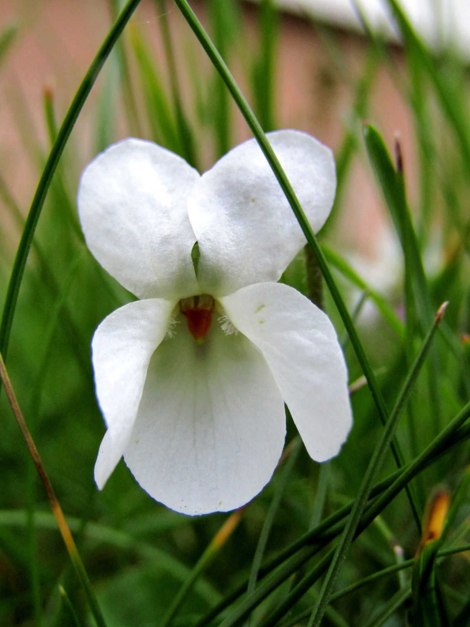 Canon POWERSHOT SX432 IS sample photo. White, violet, spring photography