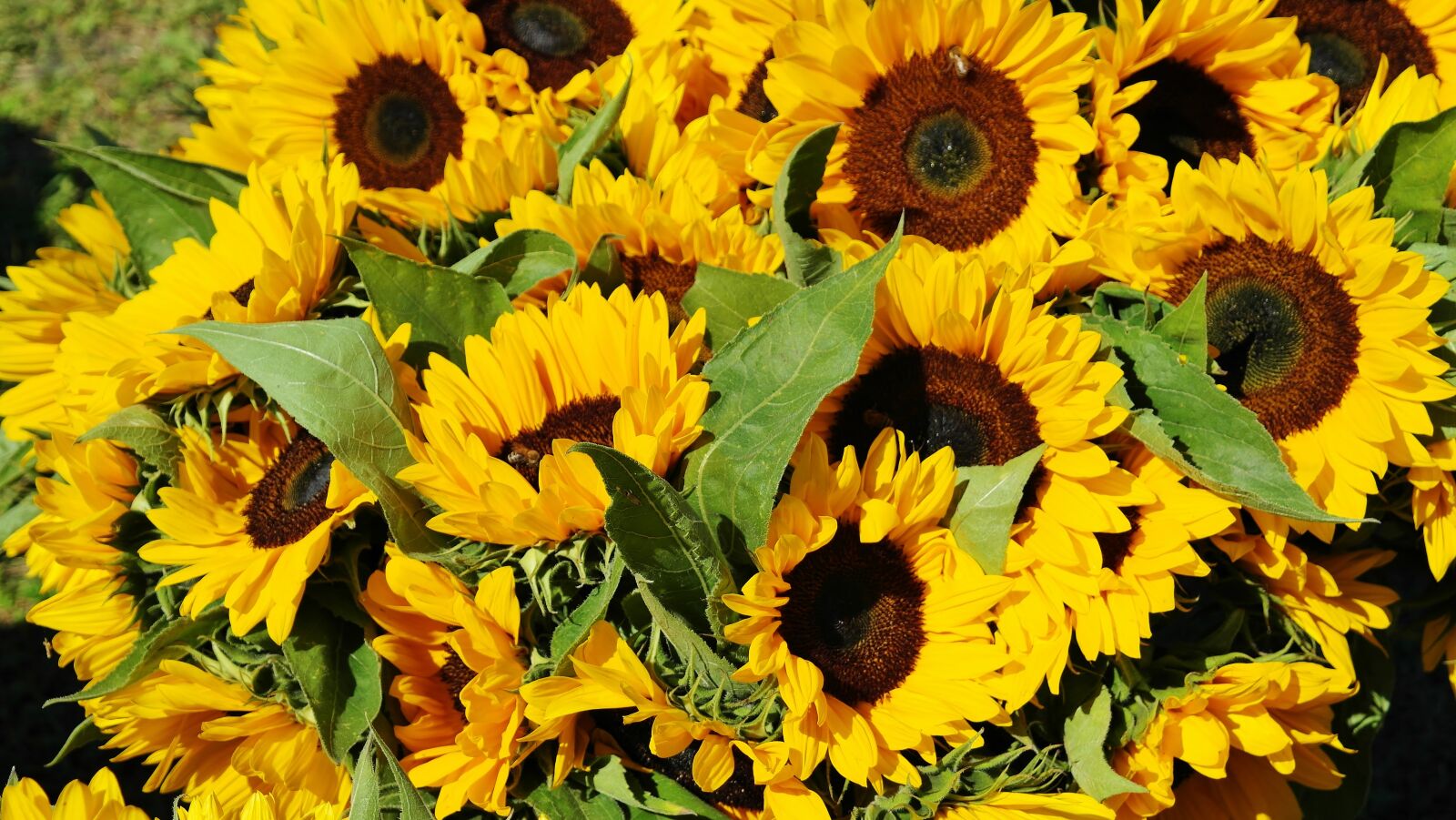 Samsung NX20 sample photo. Sunflower, sunflower field, bouquet photography