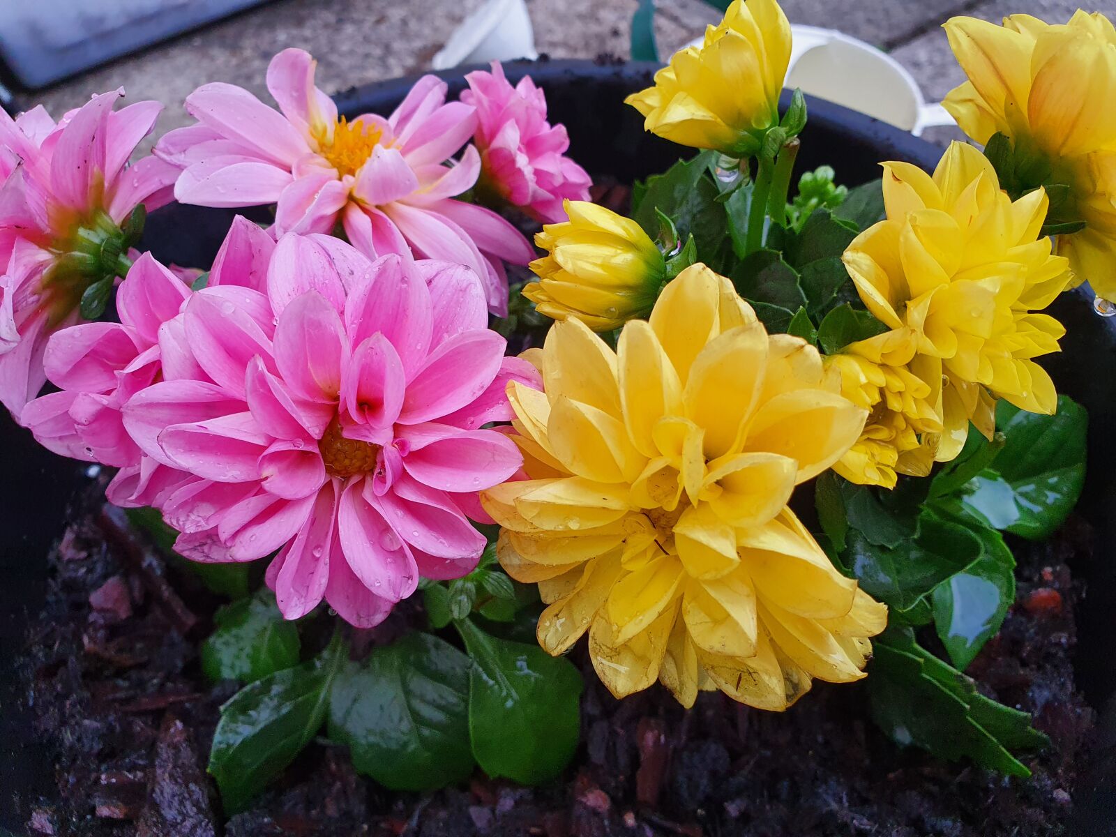 Samsung Galaxy S10 sample photo. Dahlias, color, flowers photography
