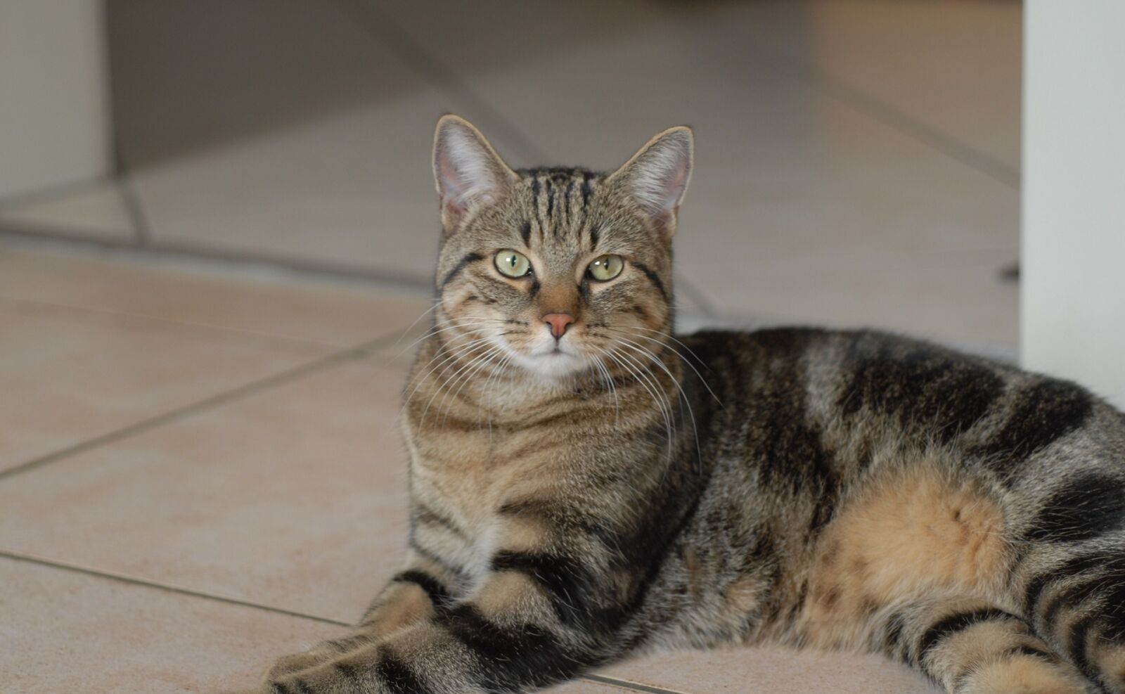 Nikon D200 sample photo. Cat, portrait, pet photography
