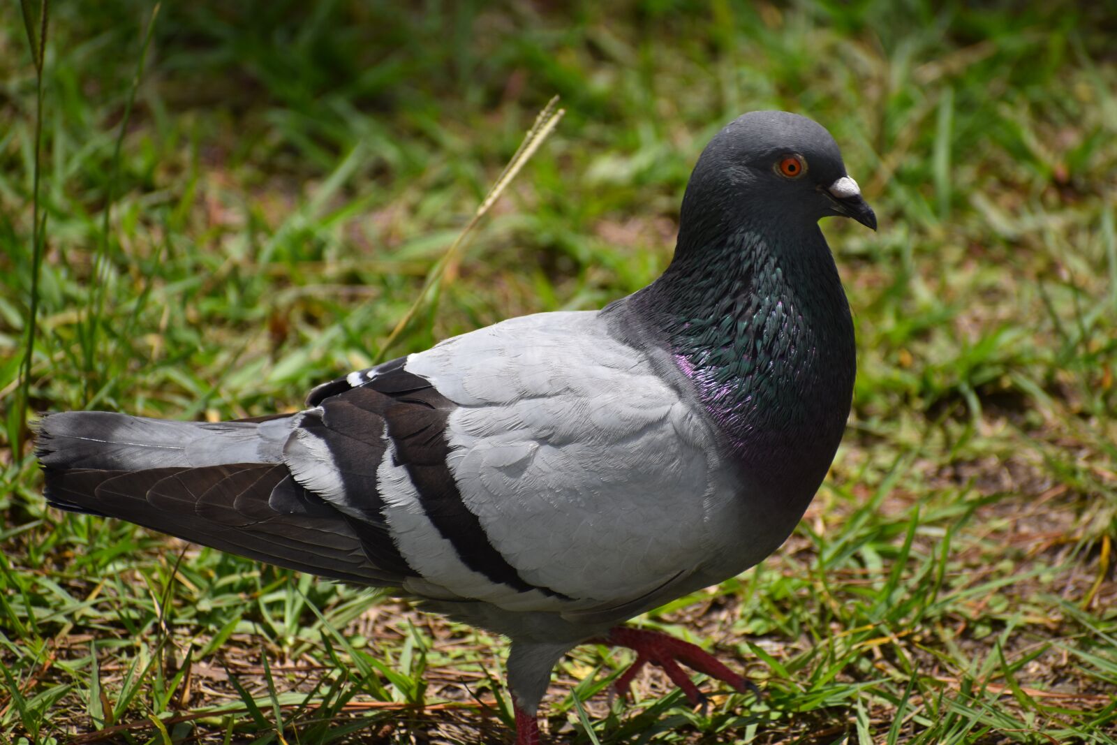 Nikon D3500 sample photo. Bird, pigeon, animal photography
