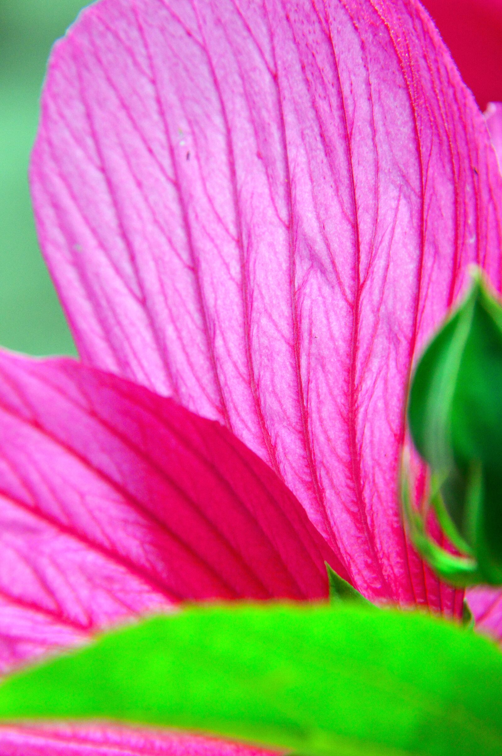 Nikon D3200 sample photo. Purple, pink, hibiscus photography