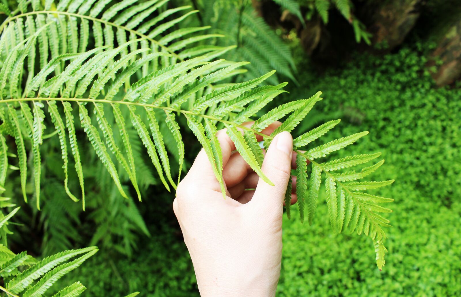 Canon EOS 700D (EOS Rebel T5i / EOS Kiss X7i) sample photo. Hand, holding, green photography