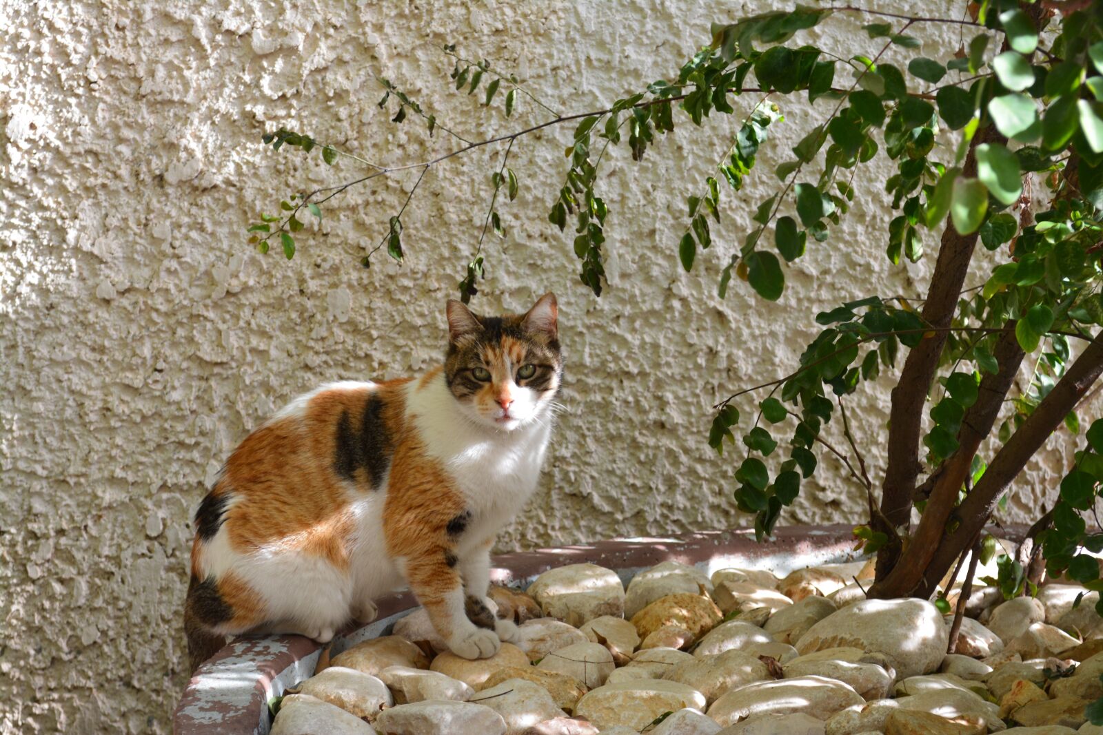 Nikon D5200 sample photo. Cat, tabby, calico photography
