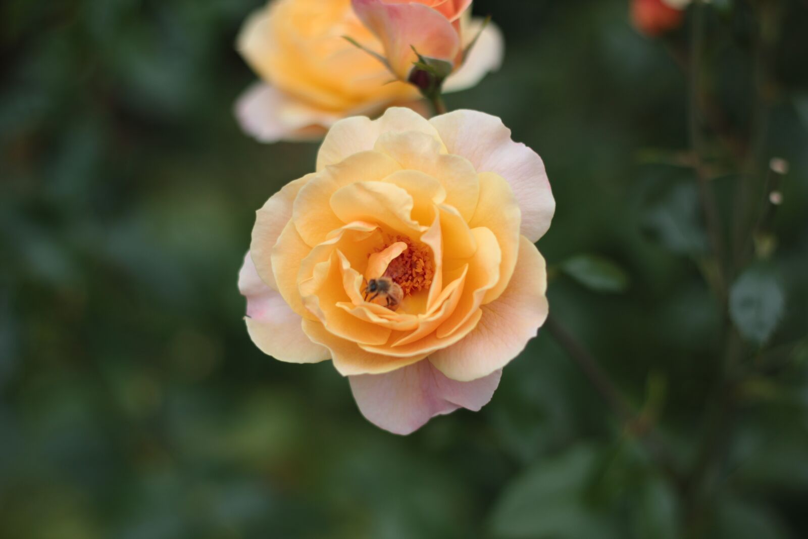 Canon EOS 550D (EOS Rebel T2i / EOS Kiss X4) sample photo. Flower, yellow, rose photography