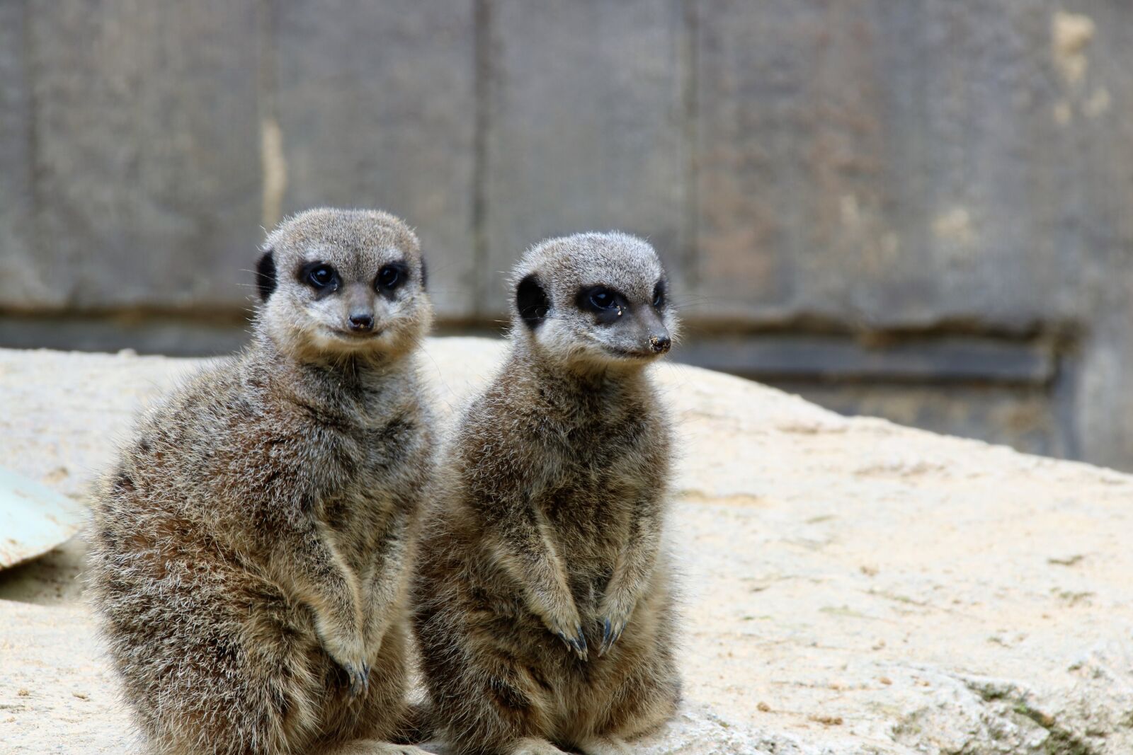 Canon EOS 760D (EOS Rebel T6s / EOS 8000D) sample photo. Meerkats, pair of meerkats photography