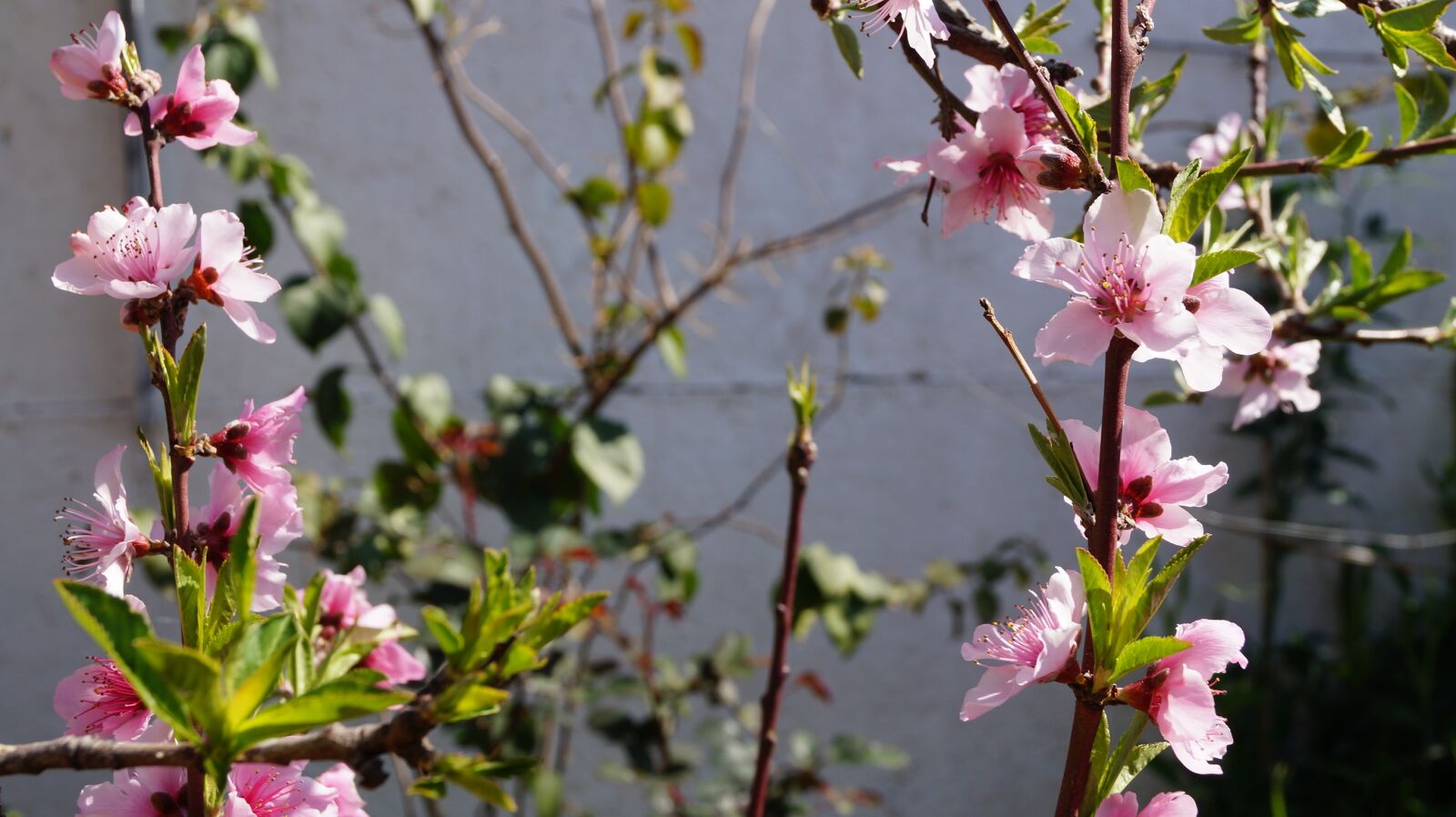 Sony DT 18-55mm F3.5-5.6 SAM II sample photo. Flowers, peach, spring photography