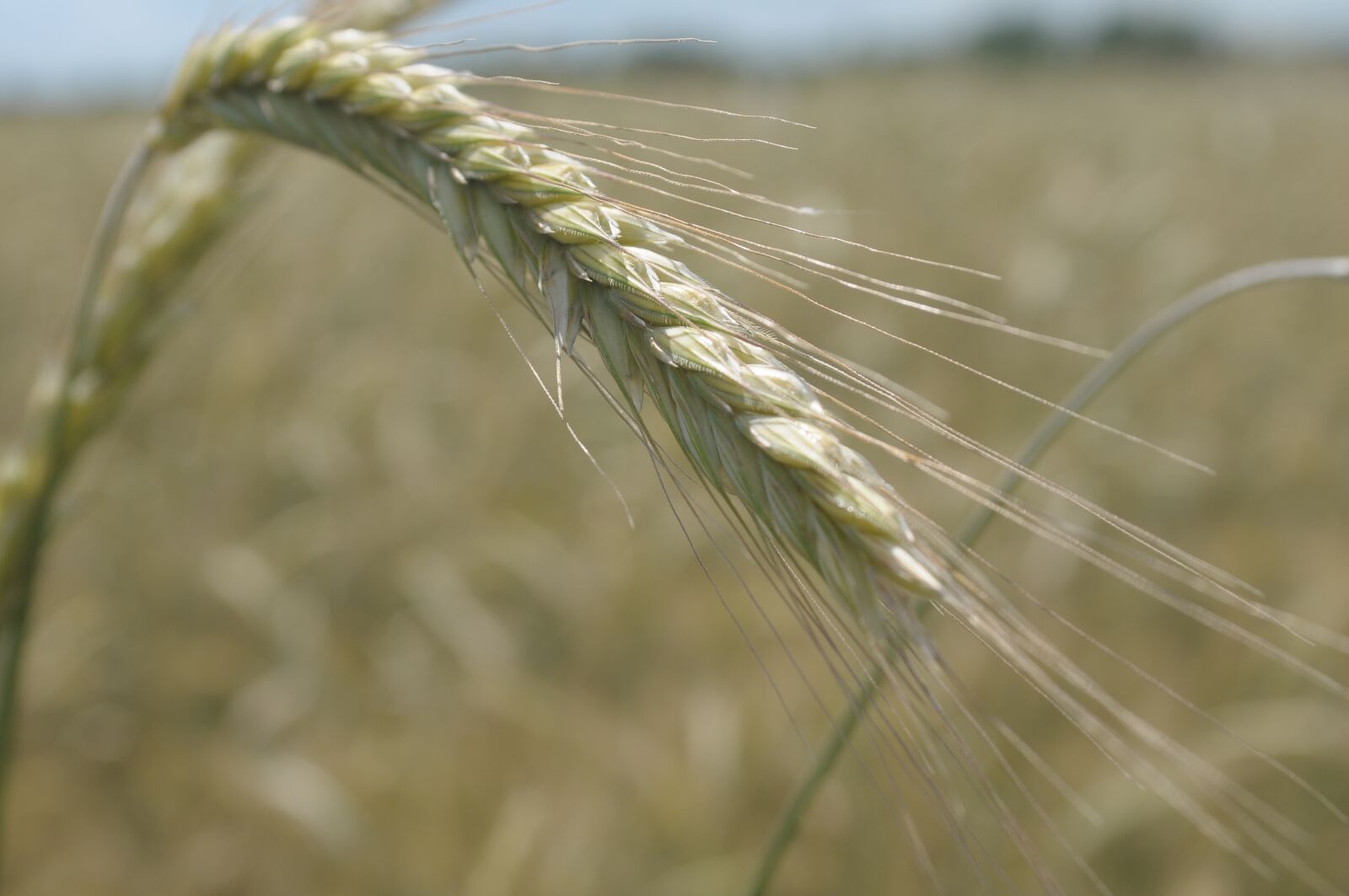 Nikon D300 sample photo. Rye, corn, kłos photography
